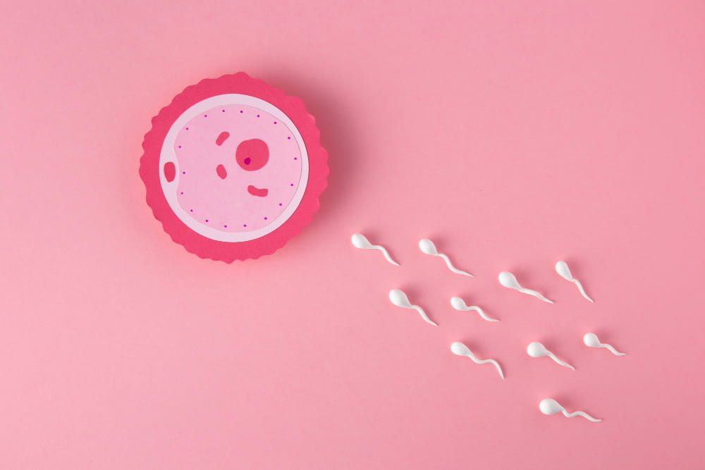 ilustração médica de óvulos e fertilidade feminina