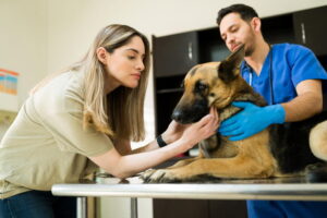 consulta veterinária