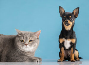 Cachorro e gato