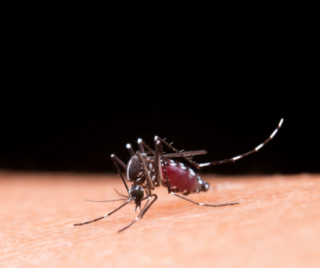 mosquito da dengue