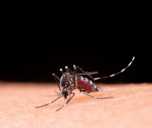 mosquito da dengue