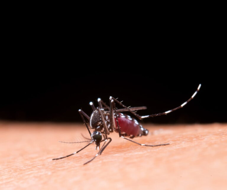mosquito da dengue