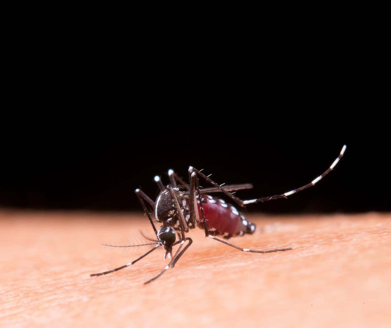 mosquito da dengue