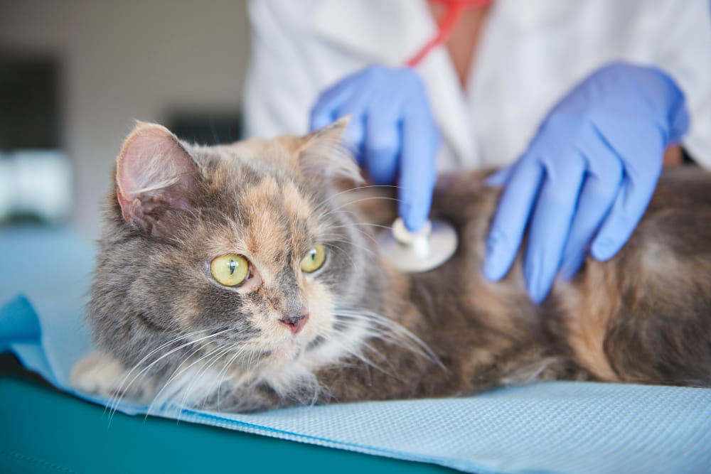 gato em consulta veterinária