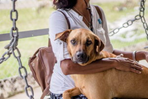 adoção de cachorro