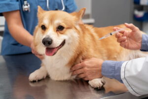 vacinação de cachorro veterinário