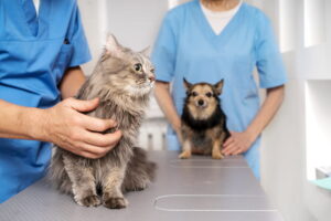 gato e cachorro em clinica veterinária 