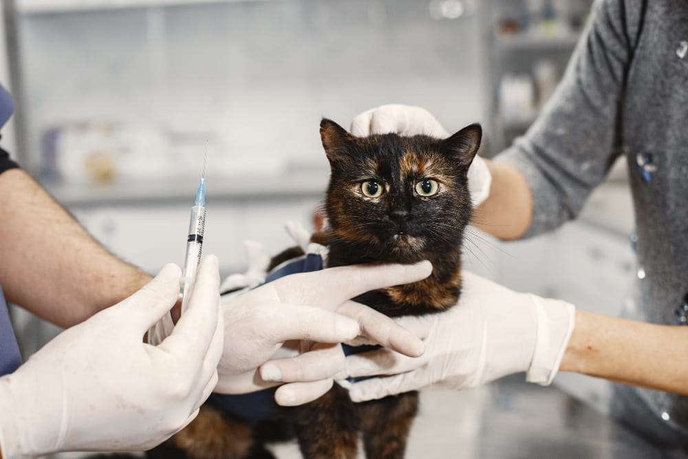vacinação gatos