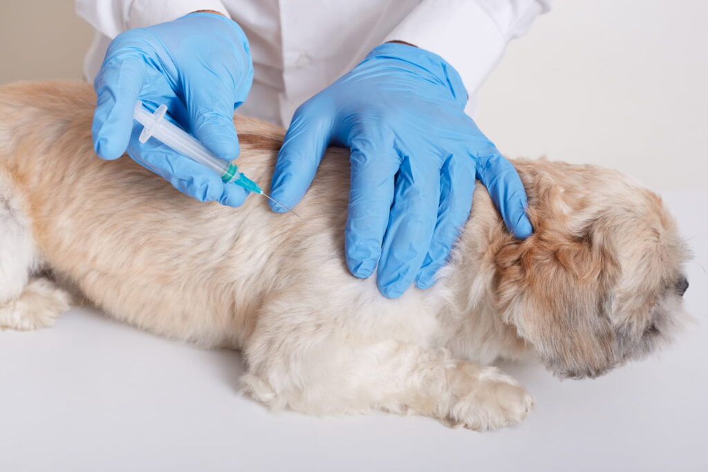 vacinação em cachorro