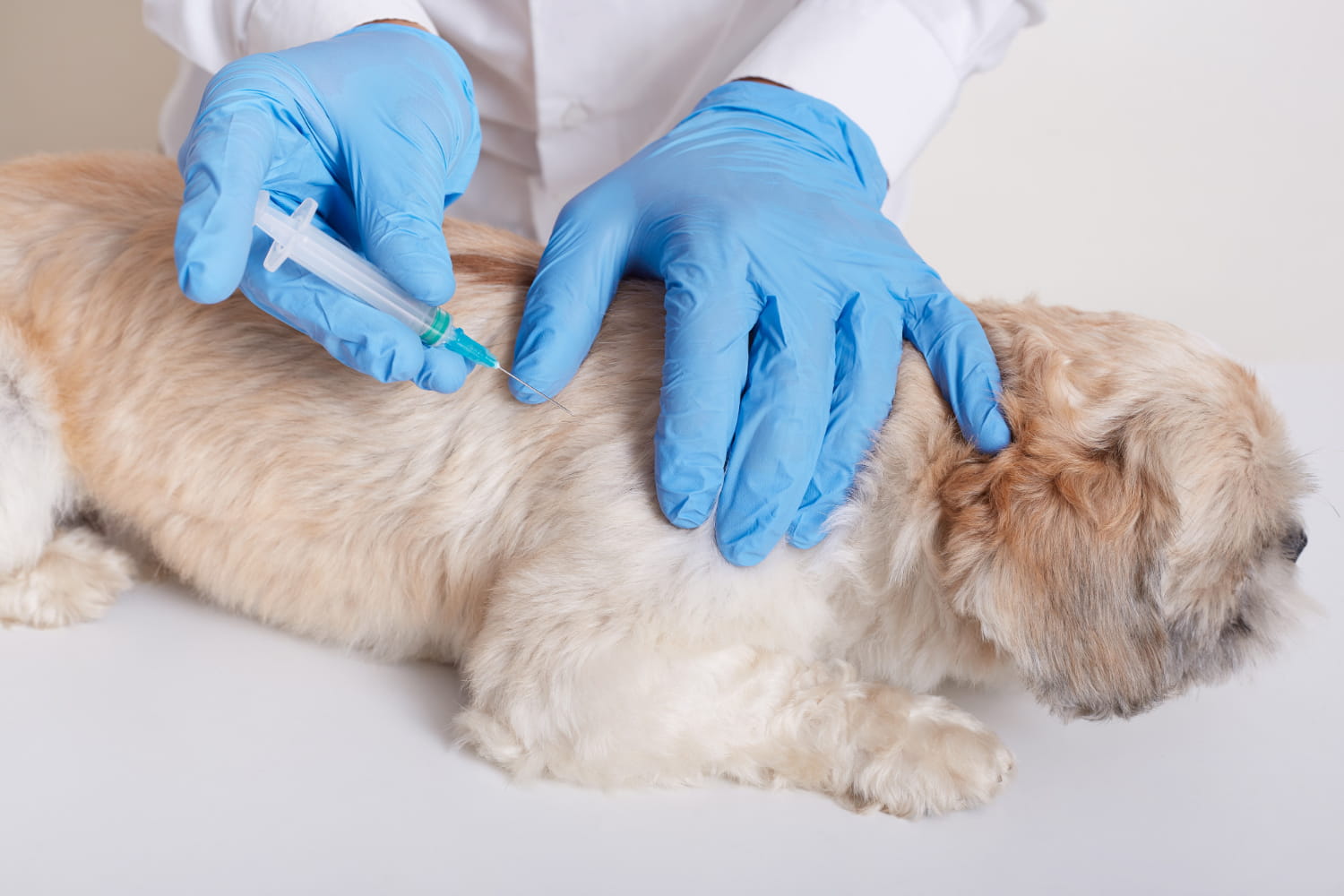 vacinação em cachorro