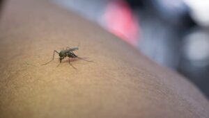 mosquito culex