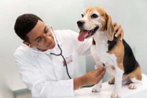 atendimento veterinário
