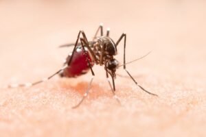 mosquito culex