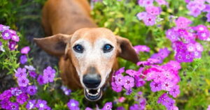 cachorro em flores