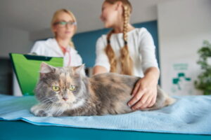 gato no veterinário